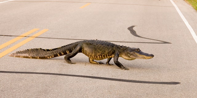 A large alligator crosses a Florida highway